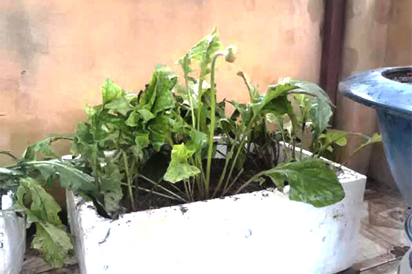 Kỹ thuật trồng hoa đồng tiền