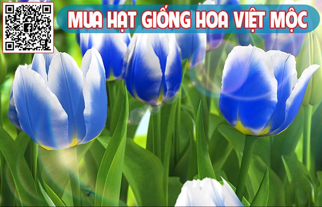 Cách trồng hoa tulip từ củ