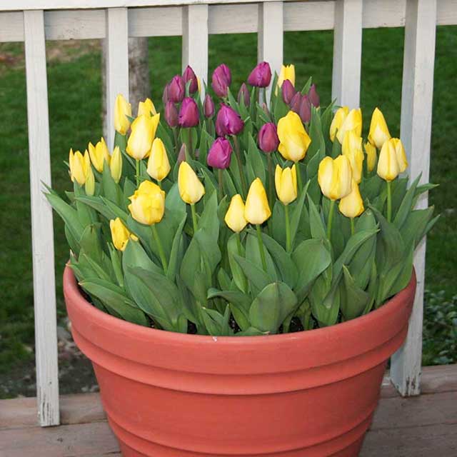 Kỹ thuật trồng hoa tulip trong chậu