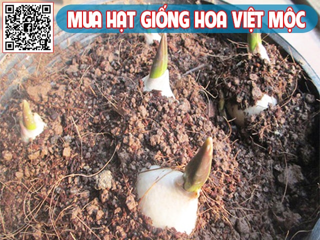 kỹ thuật trồng hoa tulip