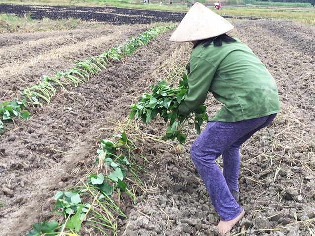 Kỹ thuật trồng khoai lang