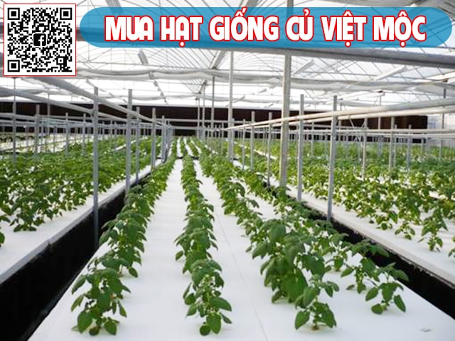 Kỹ thuật trồng khoai tây trong nước