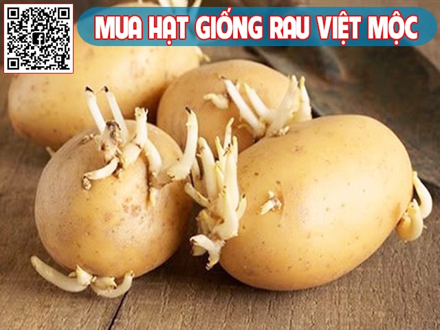 Kỹ thuật trồng khoai tây trong thùng xốp