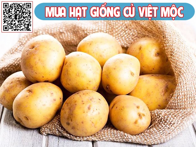 Kỹ thuật trồng khoai tây vụ đông