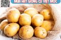 Kỹ thuật trồng khoai tây vụ đông