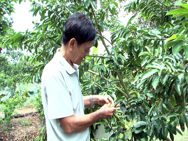 Kỹ thuật trồng mãng cầu xiêm thái