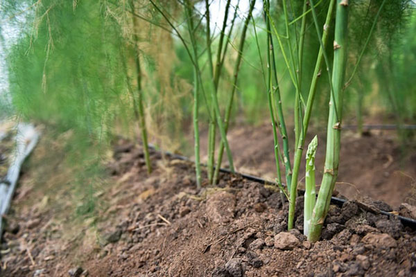 Kỹ thuật trồng măng tây từ hạt