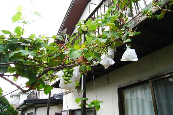 Kỹ thuật trồng nho trên sân thượng
