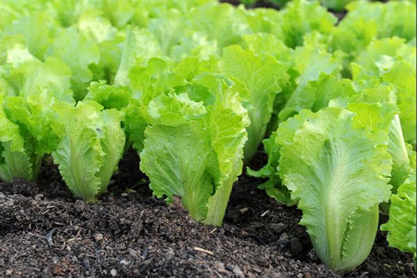 Kỹ thuật trồng rau xà lách