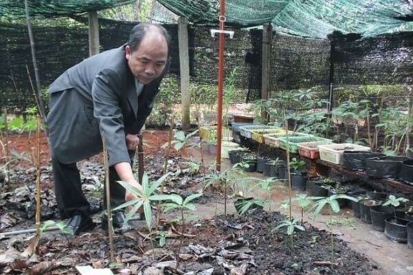 Kỹ thuật trồng sâm ngọc linh