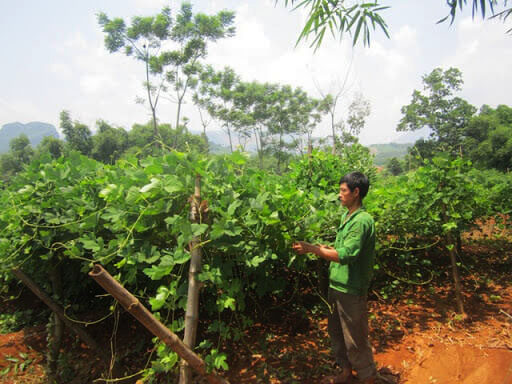 Kỹ thuật trồng sắn dây