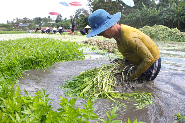 Kỹ thuật trồng rau cần nước