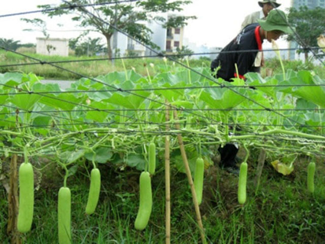 Làm giàn trồng bầu