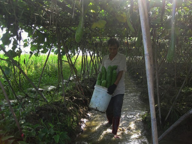 Làm giàu từ trồng bầu