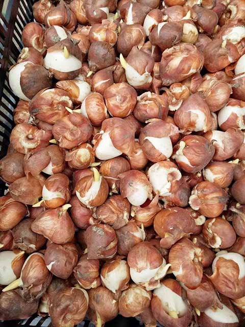 Lựa chọn củ tulip