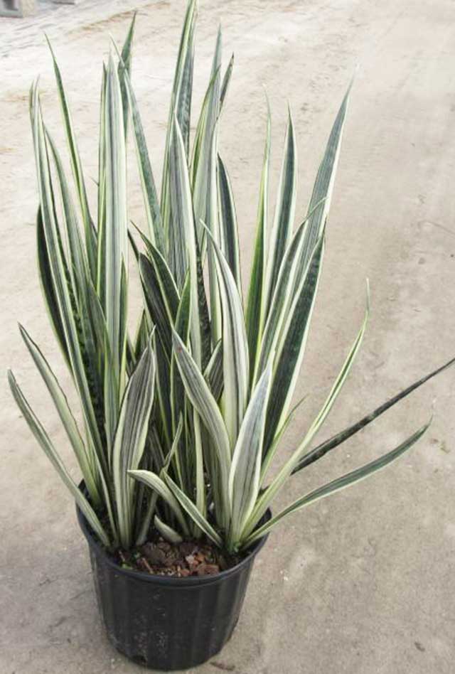 Cây lưỡi hổ Bantels Sensation
