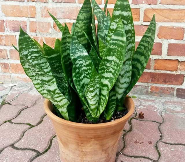 Cây lưỡi hổ futura robusta
