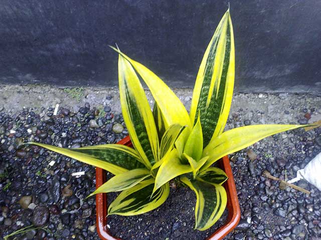 Cây lưỡi hổ gold flame