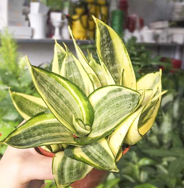 Cây lưỡi hổ Golden Hahnii
