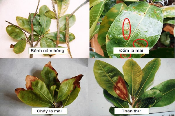 Cây mai vàng lá do bệnh