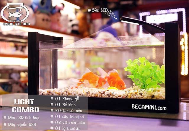 Mua bể cá cảnh đúc ở đâu