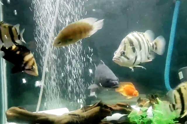 Mua cá cảnh ở đâu 2