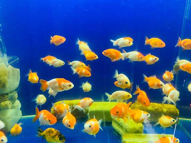 Mua cá cảnh ở đâu