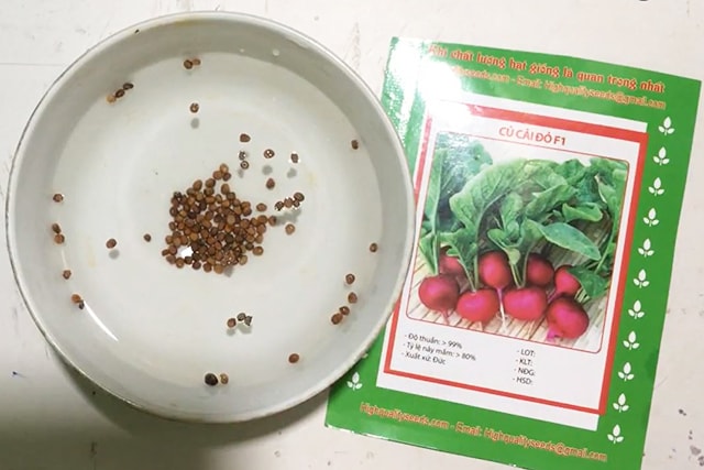 Ngâm hạt giống củ cải đỏ