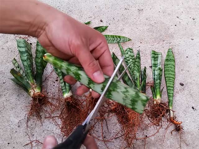 Nhân giống cây lưỡi hổ bằng hom lá