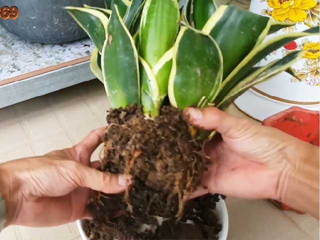 Nhân giống cây lưỡi hổ bằng tách bụi