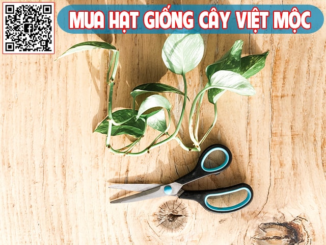 Nhân giống cây trầu bà 1