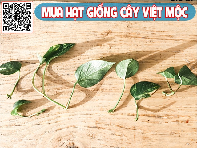 Nhân giống cây trầu bà 2