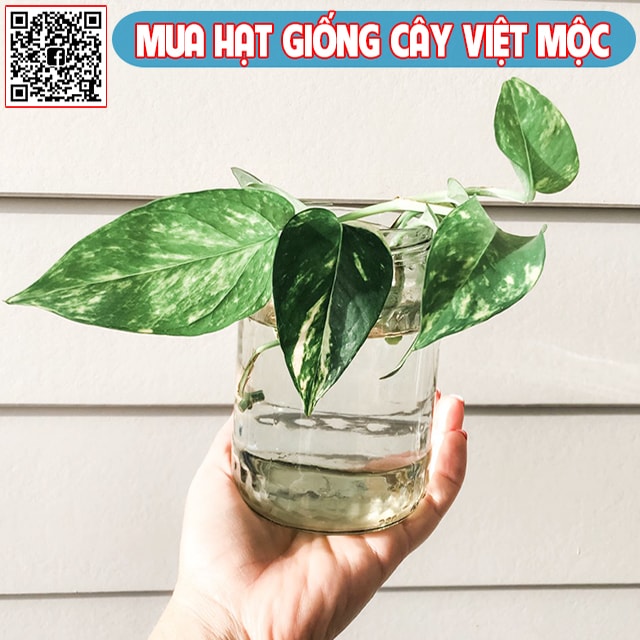 Nhân giống cây trầu bà 3