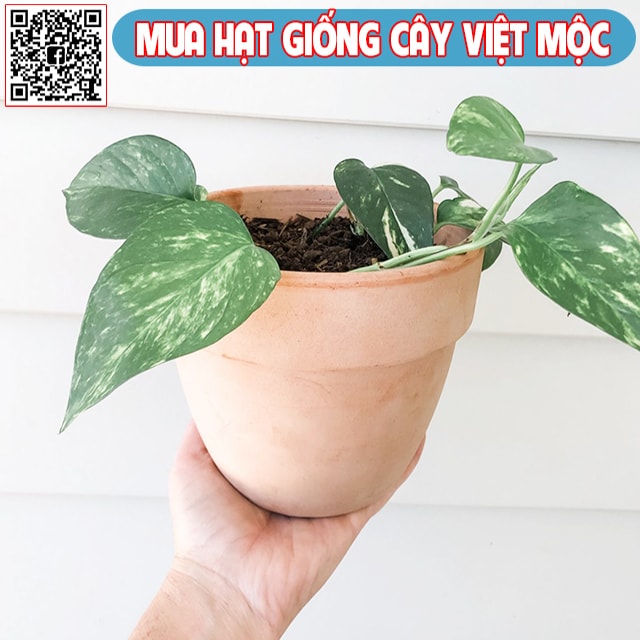 Nhân giống cây trầu bà 5