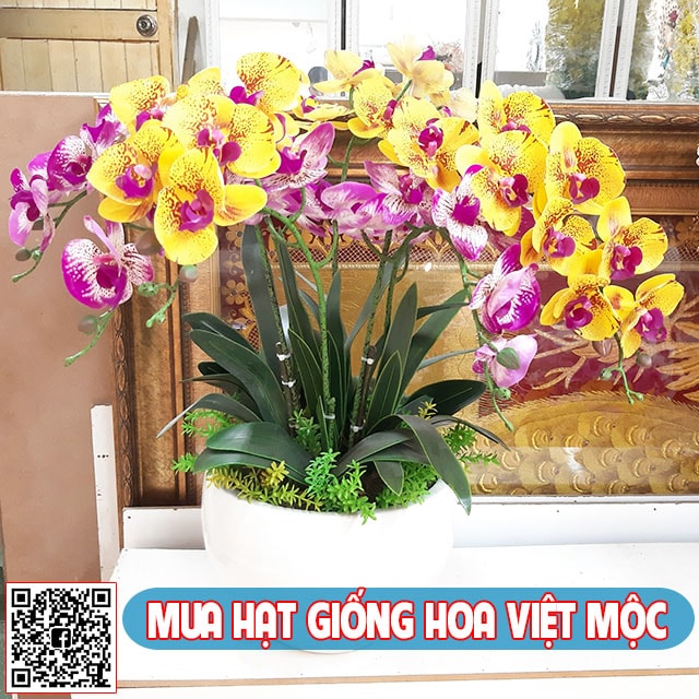 nhân giống hoa lan hồ điệp 2