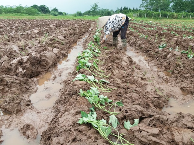 Nhân giống khoai lang bằng dây