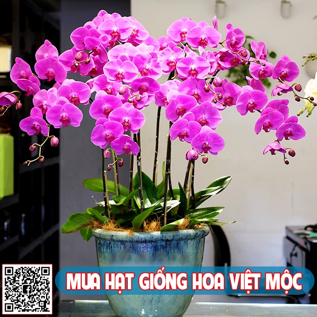 Nhân giống lan hồ điệp 2