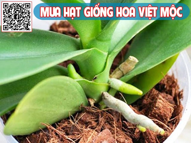 Nhân giống lan hồ điệp thủ công ép cây con