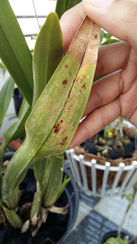 Nhện đỏ (red spider mites) là nguyên ngân khiến lá hồ điệp héo rụng