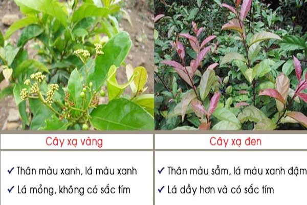 Phân biệt cây xạ đen với cây xạ vàng