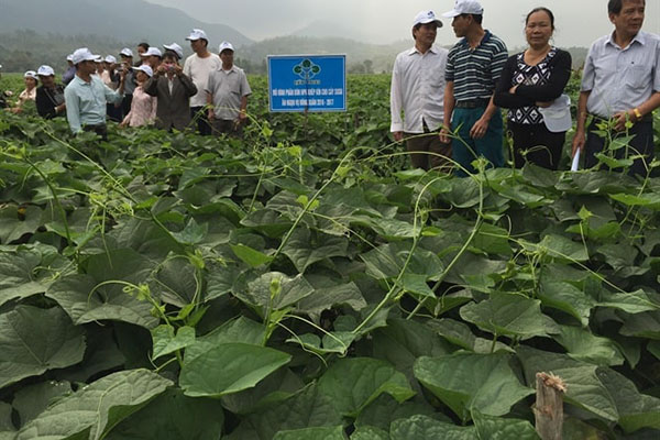 Phân bón tăng năng suất cây trồng