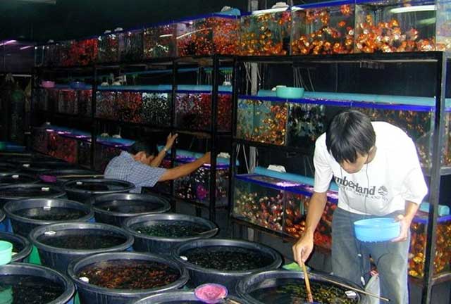 phúc long - chợ cá cảnh hà thành