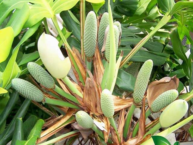Quả trầu bà nam mỹ