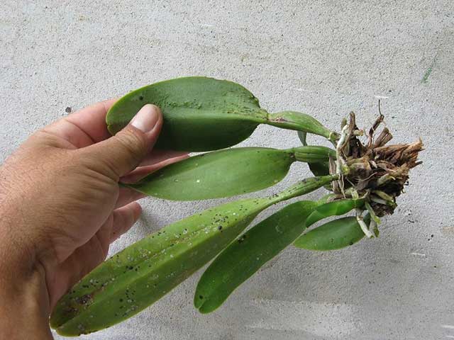Rệp son hút nhựa lan hồ điệp
