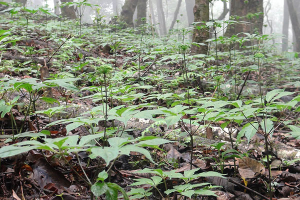 Sâm ngọc linh trồng ở đâu