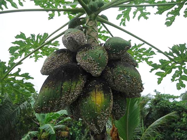 Sâu bệnh hại đu đủ