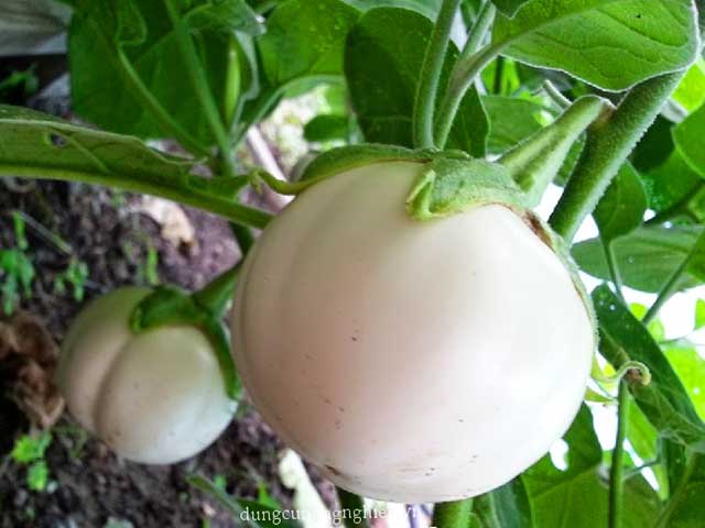 Sâu đục quả cà pháo