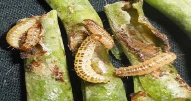Sâu đục trái đậu nành