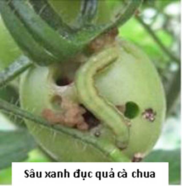 Sâu xanh hại quả cà chua