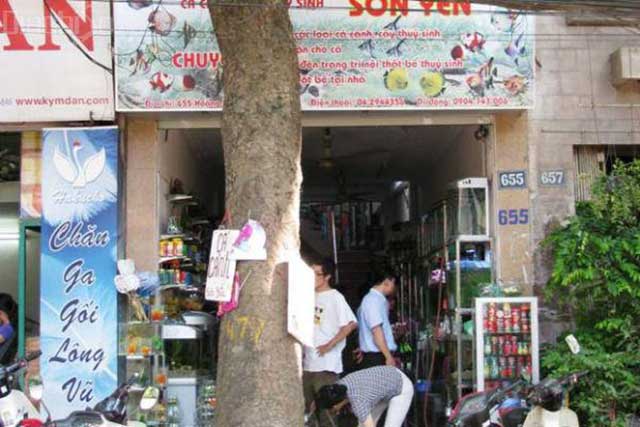 sơn yến - chợ cá cảnh hà nội